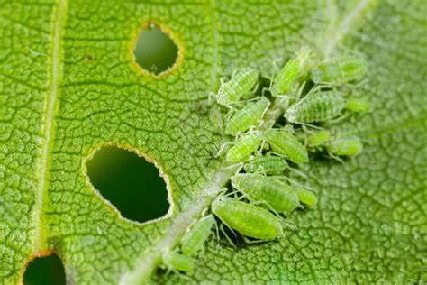 Where Do Aphids Come From