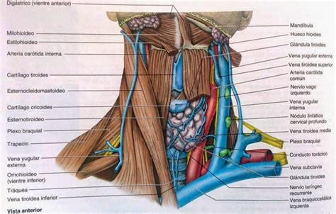 Morfofisiologia I AnatomÍa