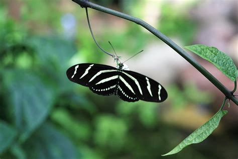 Zebra Butterfly Photograph By Kristina Jones Fine Art America