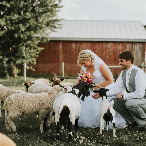 Animals As Guests Mulberry Lane Farm Wedding Barn Venue