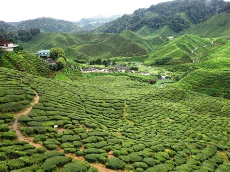 Filebharat Tea Plantation Tanah Rata Cameron Highlands Malaysia