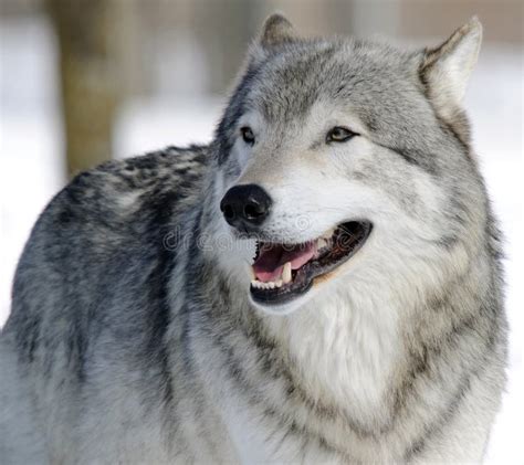 Gray Wolf Stock Photo Image Of Mammal Carnivore Predator 10046924