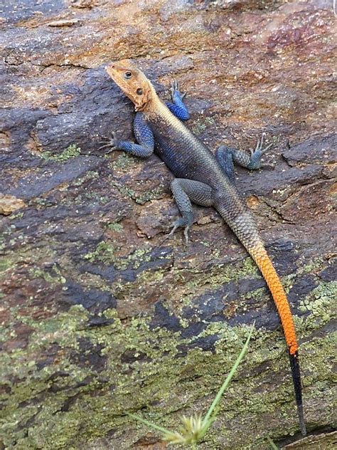 Red Headed Rock Agama Agama Agama Murchison Falls Nation Flickr