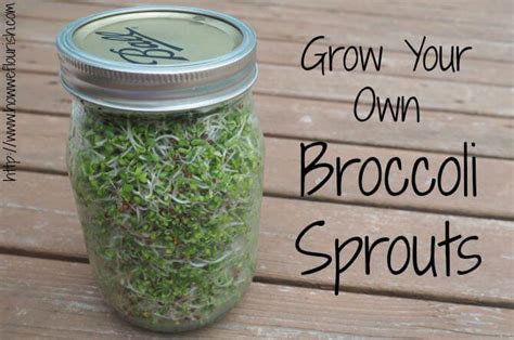 Growing Broccoli Sprouts At Home