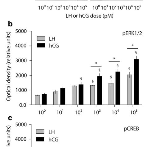 Evaluation Of Perk12 And Pcreb Activation Upon Lh And Hcg Treatment A Download Scientific