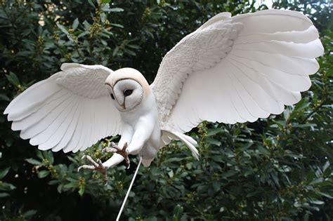 I Make Paper And Wood Birds By Hand-Cutting Every Feather ...