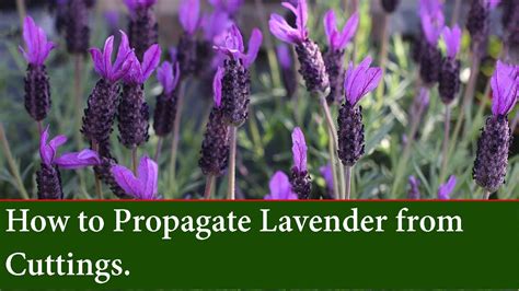 We did not find results for: How to Propagate and grow Lavender from Cuttings - YouTube