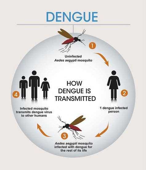 Dengue Causes Symptoms And Prevention