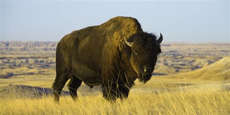 Bow Down To Our Countrys 50 State Animals Badlands Badlands