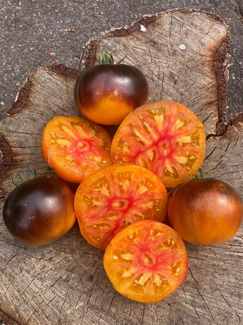 Lucid Gem Tomato Seeds Rare Heirloom Tomatoes Etsy Uk