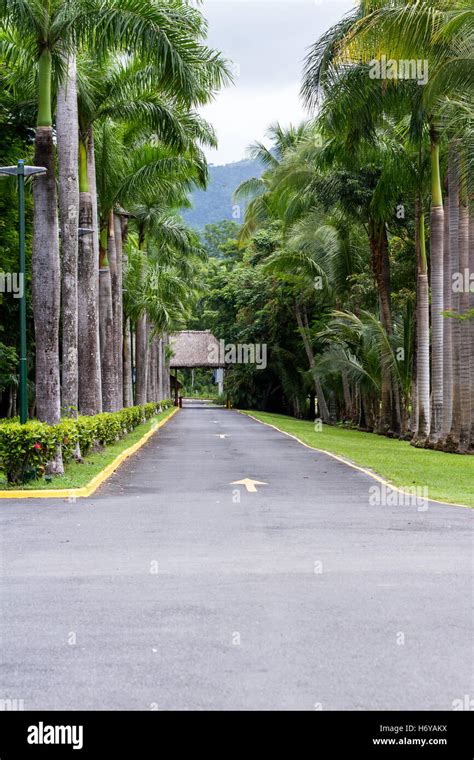 Tropical Scene With A Paved Driveway Lined With Palm Trees Stock Photo