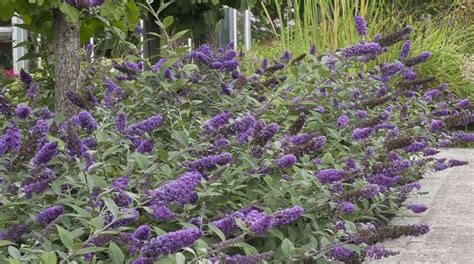 Buddleia Plant Care How To Plant Grow And Prune The