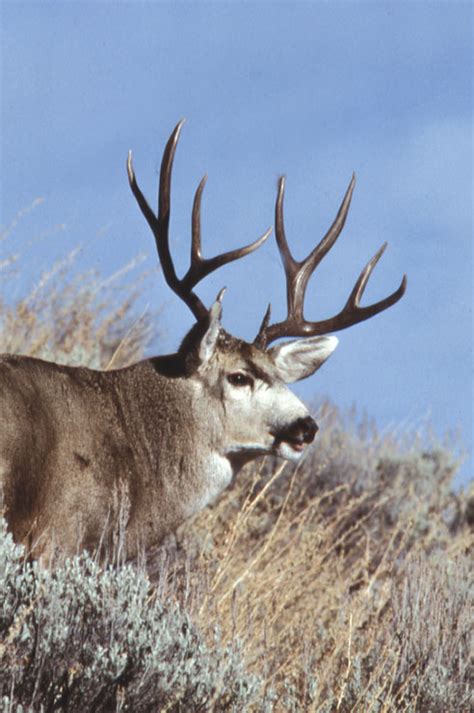 Identifying Mule Deer