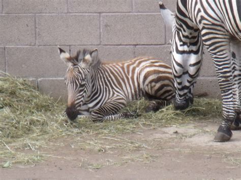 Izzy The New Baby Grants Zebra Zoochat