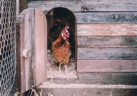 Come alimentare i polli ruspanti e le galline ovaiole? Galline ovaiole: scopri le regole per una giusta ...