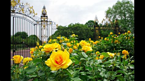 My Summer Walk Of Queen Marys Garden Regents Park London Including The