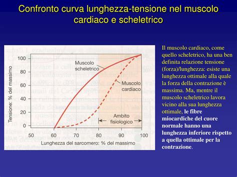 Relazione Tensione Lunghezza Muscolo Cardiaco - PPT - Controllo della circolazione PowerPoint Presentation, free