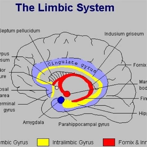 Pin By Ghela 1986 On Anatomy Neuroscience Limbic System Brain Science