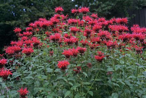 Scarlet Bee Balm Flowers Monarda Didyma Photograph By Sally Mccrae