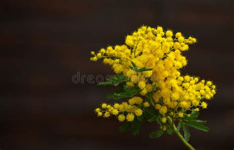 Yellow Mimosa Flower Stock Photo Image Of Donna Macro 13492774