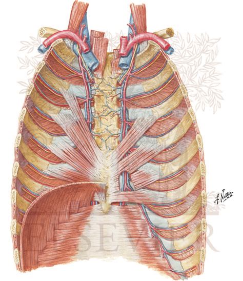 Muscles Of Anterior Thoracic Wall Photograph By Asklepios