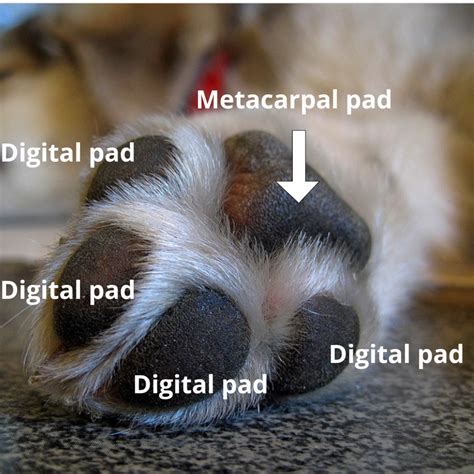 30 Fascinating Facts About Dog Paws Pethelpful