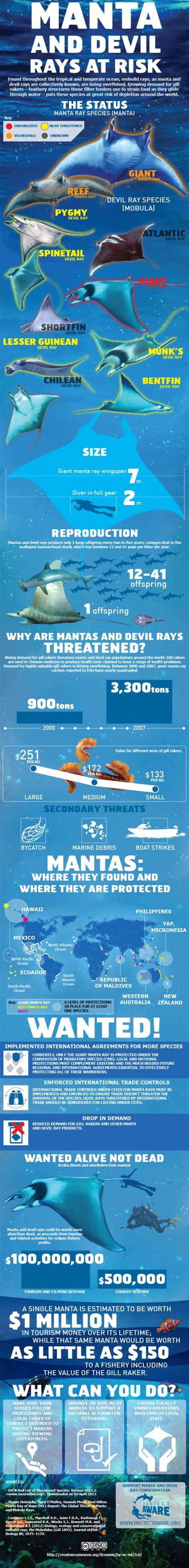 Maritime Infographic Manta And Devil Rays At Risk Maritimecyprus