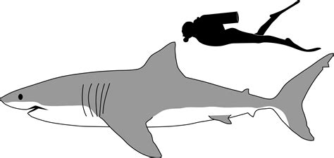 Filegreat White Shark Size Comparisonsvg Wikimedia Commons