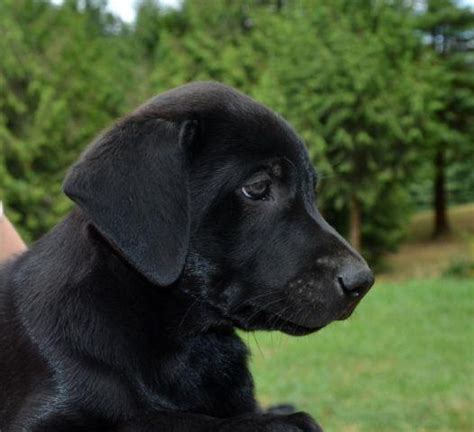 We love our customers, so feel free to visit our labrador retriever puppies for sale by appointment. Black Labrador Retriever Puppies for Sale in Woodland ...