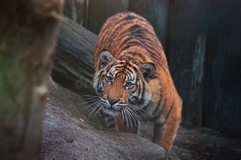 Young Tiger In Zoo Stock Image Image Of Mammal Wild 168736531