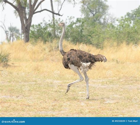 Ostrich On The Run Stock Image Image Of African Large 49233039