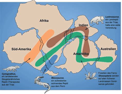 Dort wurde 1856 das teil skelett eines neandertalers gefunden. ARTIKEL Riesiger Frosch lebte mit Dinosauriern gemeinsam