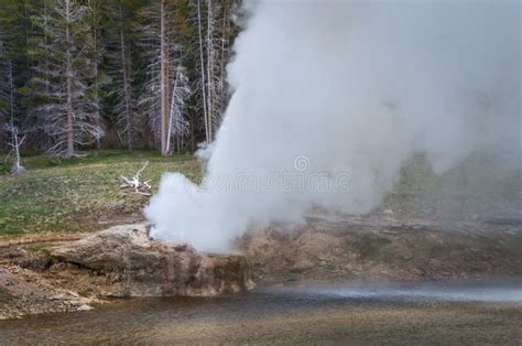 Riverside Geyser Eruption In Yellowstone National Park Usa Stock Image