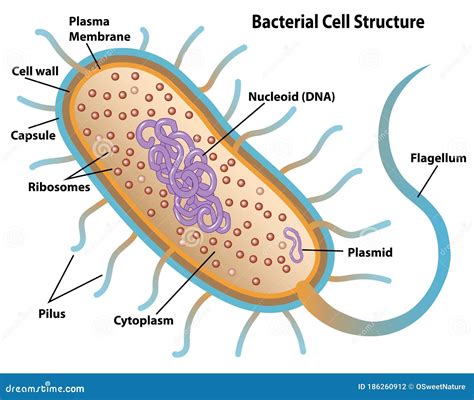 Estruturas Celulares Bacterianas Com Rótulos Ilustração Do Vetor