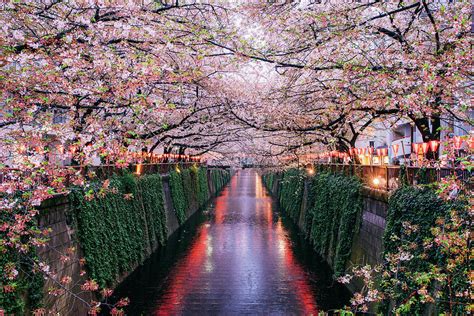 Sakura Blooming At Meguro River Tokyo By Chinnaphong Mungsiri