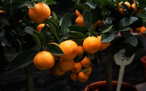 What You Need To Know When Growing A Clementine Tree Indoors How To Care Of Your Plants