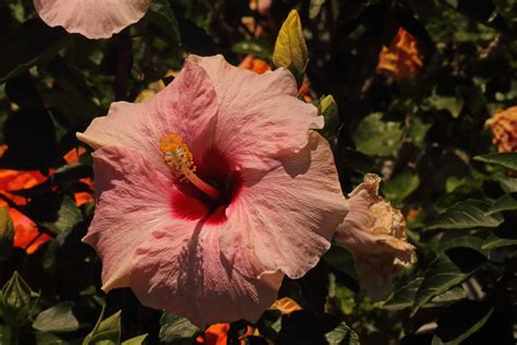 Pink Hibiscus Flower In Sunlight Free Stock Photo Public Domain Pictures
