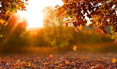 Fall Tree Pruning Can Wait | Elite Tree Care