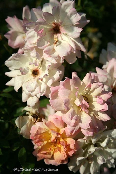 Floristry concerns the cultivation of flowers as well as their arrangement, sale. PlantFiles Pictures: Climbing Polyantha Rose 'Phyllis Bide ...