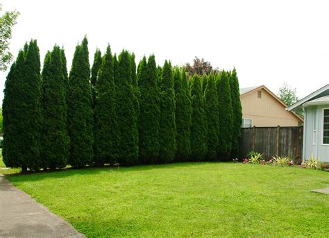Backyard Trees Landscaping Trees Privacy Landscaping Outdoor Trees