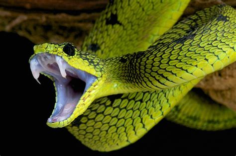 The Worlds Top 10 Most Venomous Snakes Pest Wiki