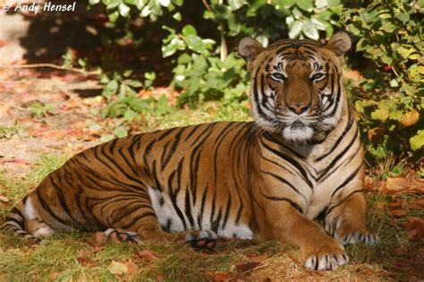 This population occurs in myanmar, thailand, and laos. Indochinesischer Tiger. - Tier-fotos.eu