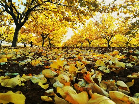 Where To Enjoy Autumn In Turkey Property Turkey