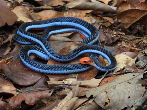 Are There Blue Snakes 13 Blue Snakes In The World With Pictures 2023