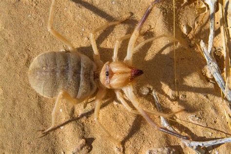 10 Scariest Spiders in the World - Depth World