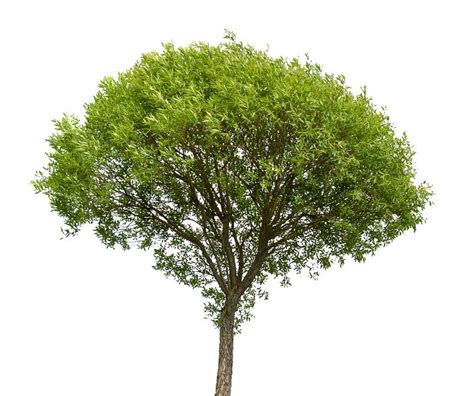 Green Tree Isolated On White Background Stock Photo Colourbox