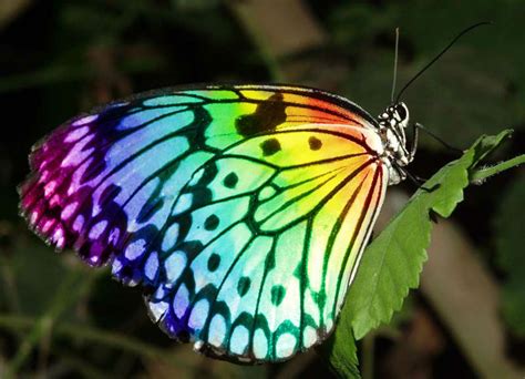 Rainbow Butterfly By Izhtiekz Rainbow Butterfly Butterfly Face