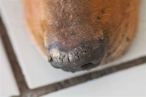 What Does It Mean If Dogs Nose Is Dry