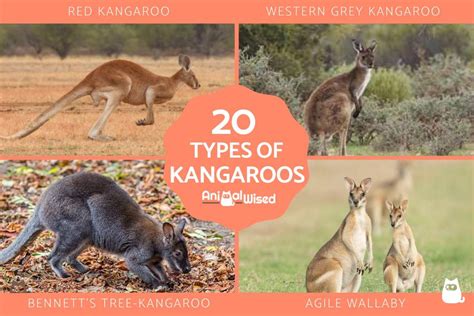 20 Different Types Of Kangaroos Characteristics And Photos