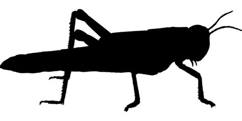 Free Image On Pixabay Grasshopper Cricket Silhouette Image